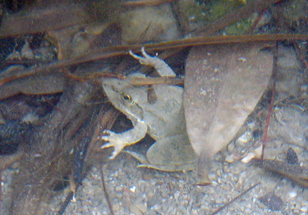 Pelophylax cerigensis, & Co.